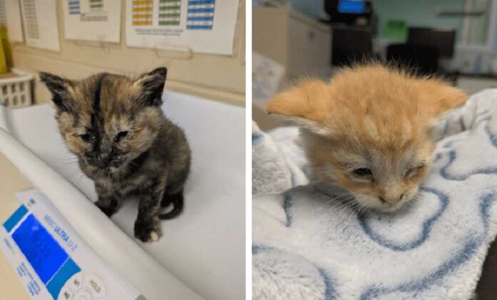 ブリティッシュ・コロンビア州アボツフォード市の廃棄物処理施設で助けられ、BCSPCAでケアを受ける子猫。Photo provided by ©BC SPCA