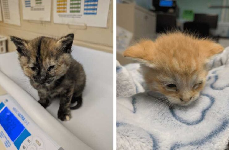 ごみ処理場で圧死寸前だった子猫数匹、間一髪で救出される ブリティッシュ・コロンビア州アボツフォード市の廃棄物処理施設で助けられ、BCSPCAでケアを受ける子猫。Photo provided by ©BC SPCA