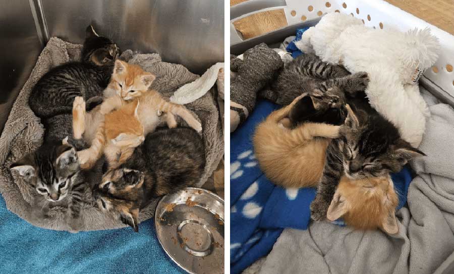 ブリティッシュ・コロンビア州アボツフォード市の廃棄物処理場から救出された子猫5匹、BC SPCAでケアを受けている。Photo provided by ©BC SPCA