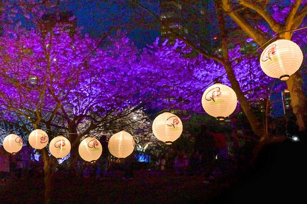 イエールタウン・デイビッド・ラム公園で3月27日、28日に開催されたBlossoms After Dark。バンクーバーの夜桜に映えるバンクーバー桜まつりの提灯。2026年3月27日、バンクーバー市。撮影　斉藤光一