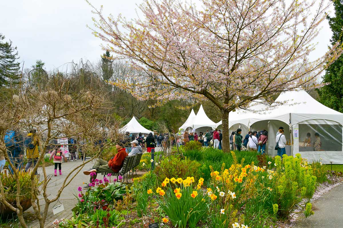 バンデューセン植物園内にも多くの桜が植えられ、毎年ジャパンフェアとコラボする。今年は葉桜となっていたが春の趣を演出した。2026年4月11日、バンクーバー市。写真　斉藤光一／日加トゥデイ