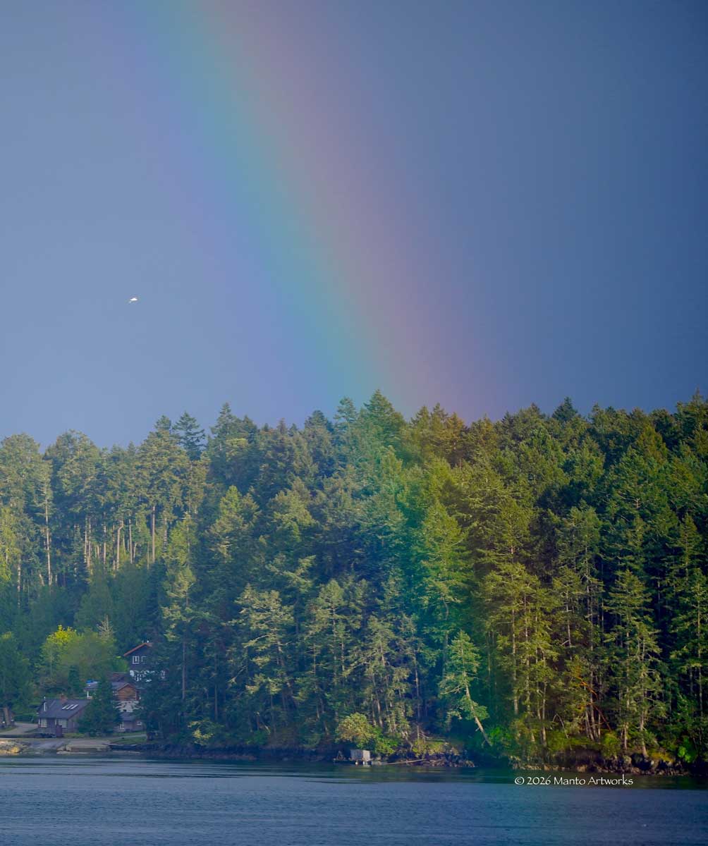「Seagull & Rainbow」By Manto Artworks