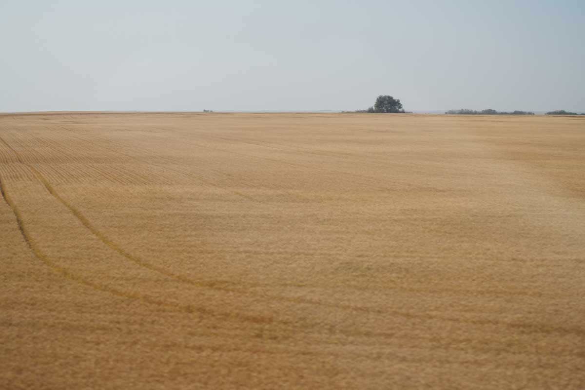 カナディアンから眺めたサスカチワン州の穀倉地帯（大塚圭一郎撮影）