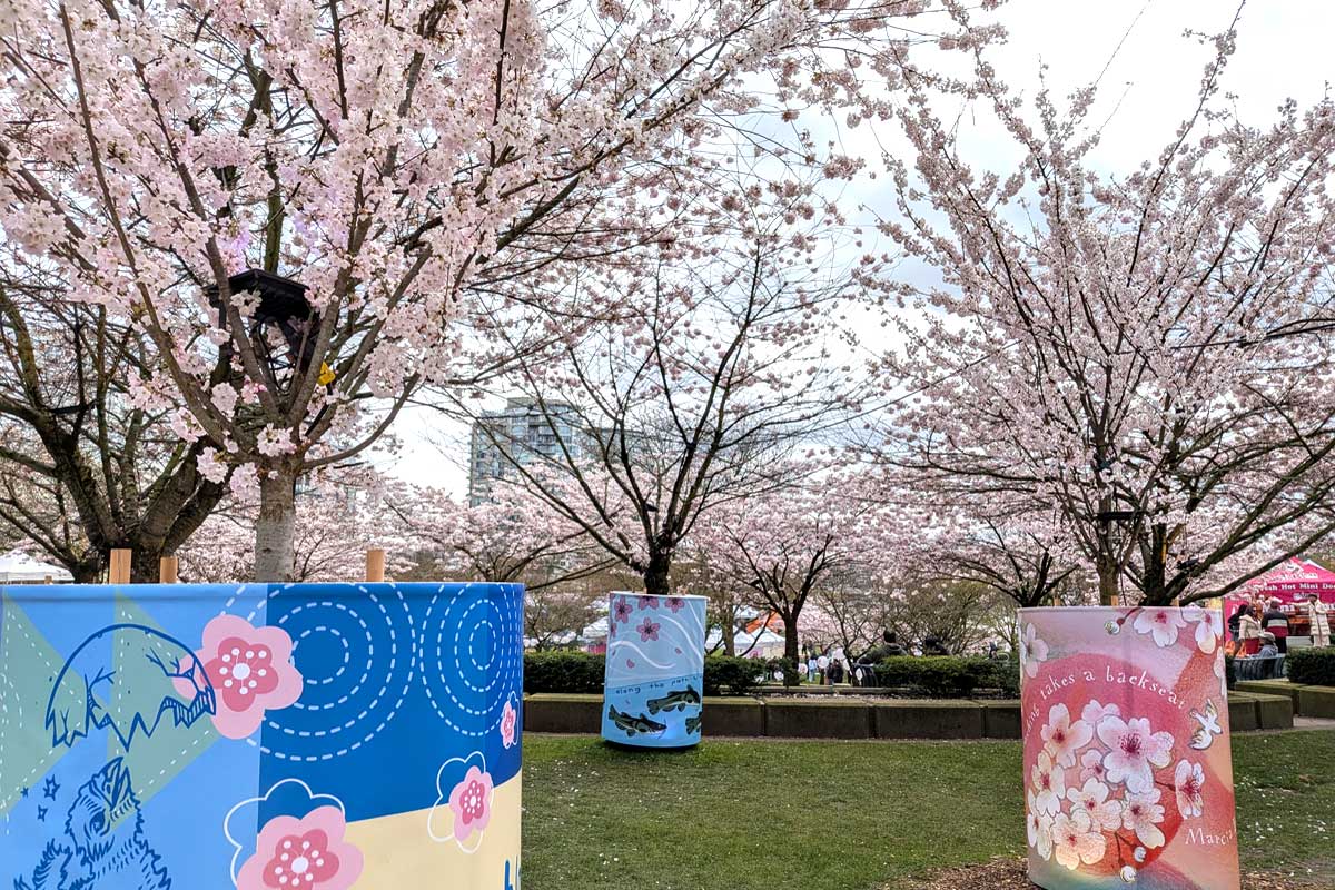 デイビッド・ラム公園内の桜。フェスティバル仕様に。2026年3月28日、バンクーバー市。撮影　日加トゥデイ