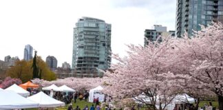 バンクーバー桜まつり2026開幕!デイビッド・ラム公園で第20回記念開会式 満開の桜に囲まれたデイビッド・ラム公園でたくさんのブースがビッグピクニックに参加。2026年3月28日、バンクーバー市。撮影 日加トゥデイ