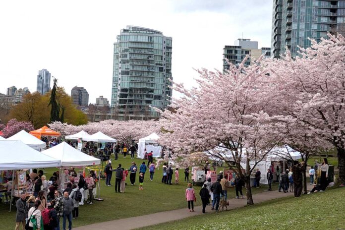 満開の桜に囲まれたデイビッド・ラム公園でたくさんのブースがビッグピクニックに参加。2026年3月28日、バンクーバー市。撮影　日加トゥデイ