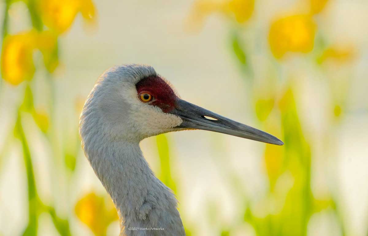 「Sandhill Crane & Yellow Iris」by Manto Artworks