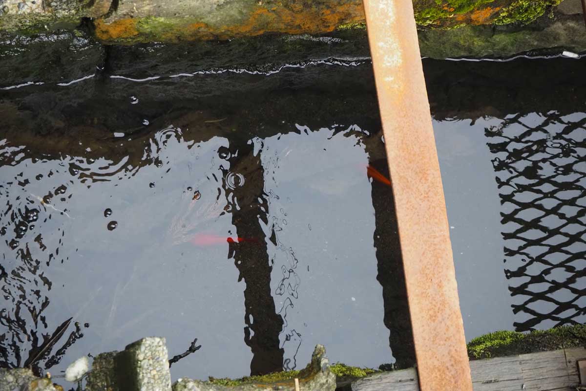 直江津駅の線路脇の水路を泳ぐコイ(大塚圭一郎撮影)