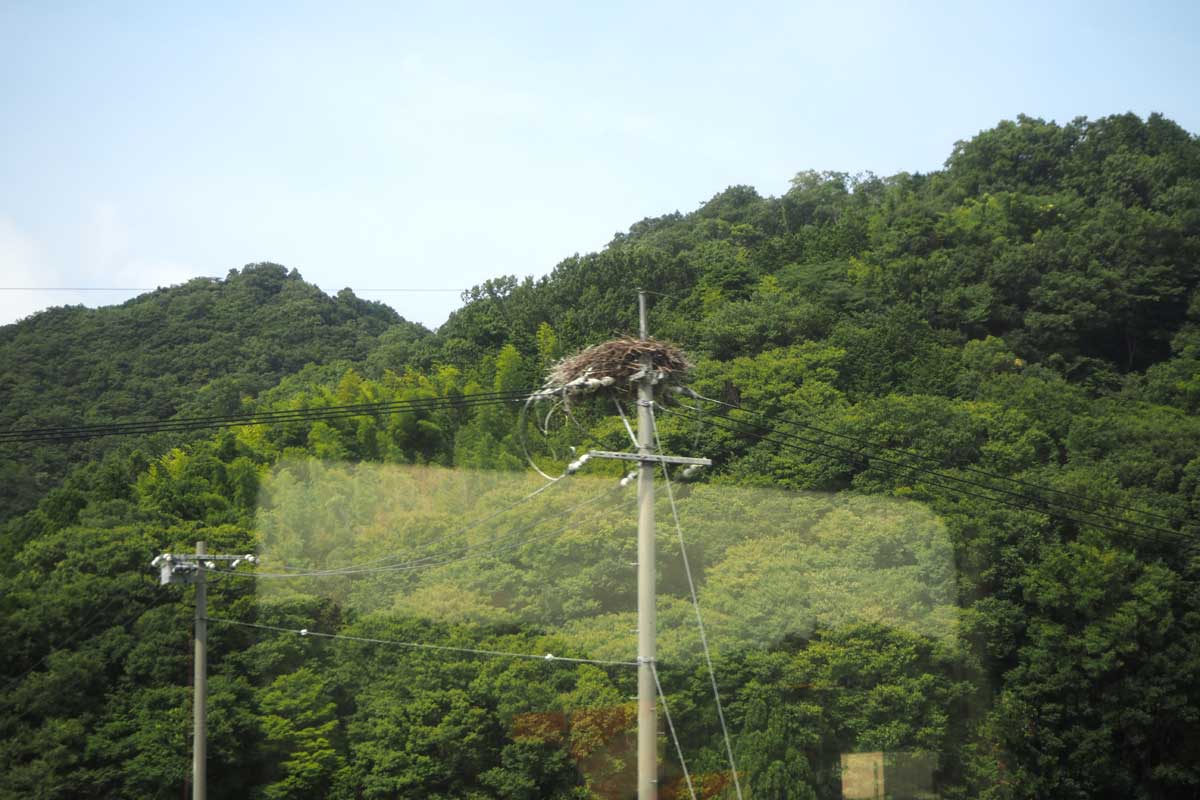 ＪＲ西日本の観光列車「天地（あめつち）」から見えたコウノトリの巣（鳥取県岩美町（２０２６年９月、島根県奥出雲町で大塚圭一郎撮影）