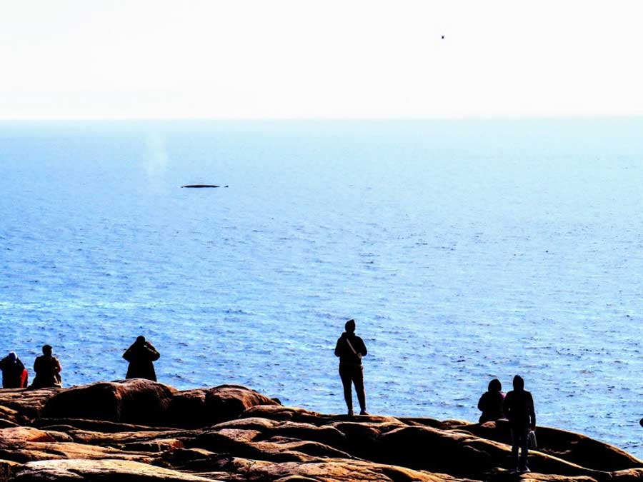 ◆岸のかなり近くまでクジラがやってきて潮を吹きます。