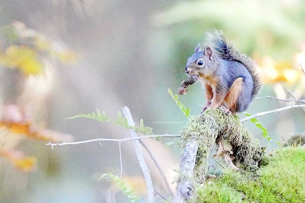 「Douglas Squirrel in Vancouver」by Manto Artworks