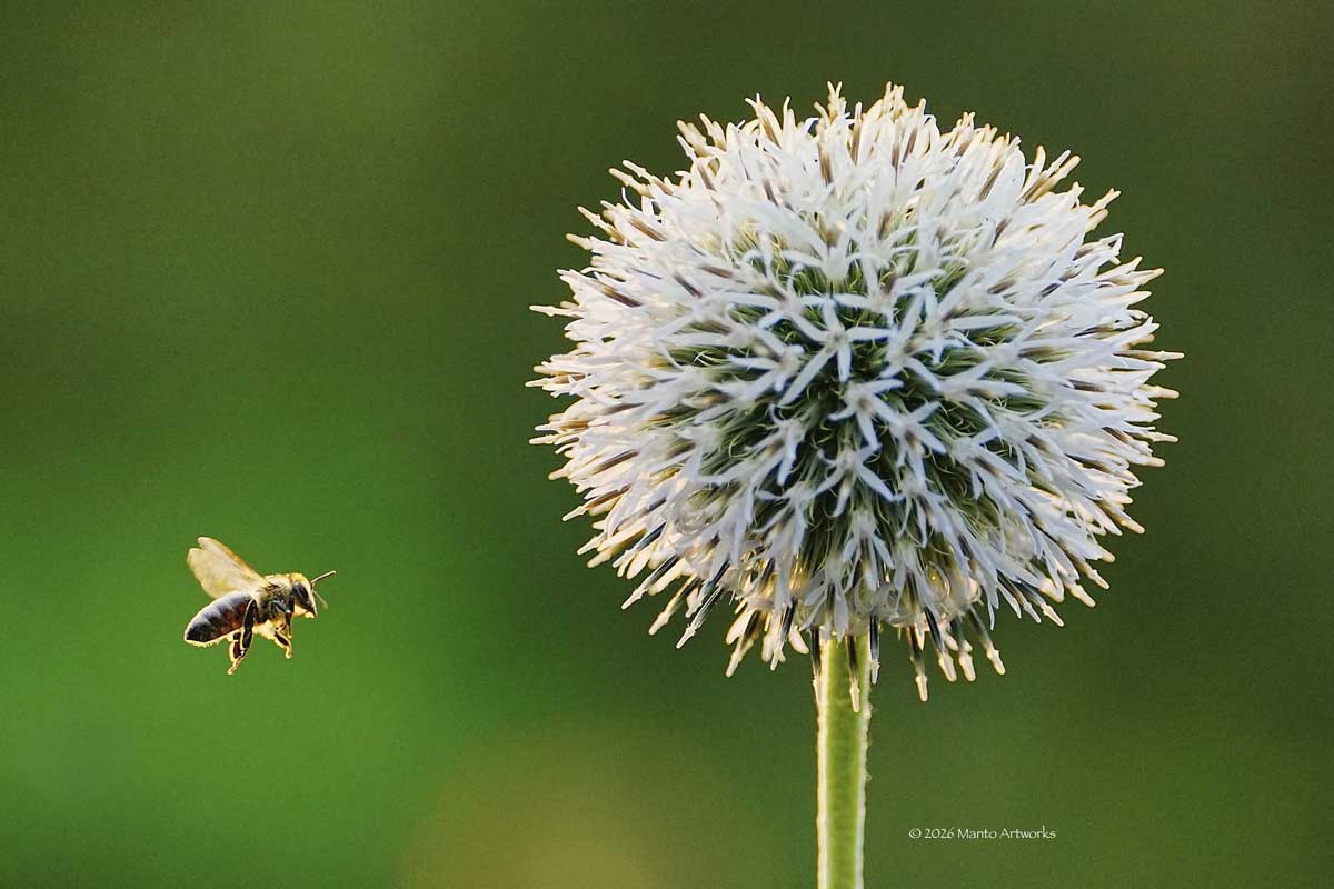 「Bee and Ornamental Onion」by Manto Artworks
